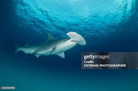 26 Hammerhead Shark Eyes Stock Photos, High-Res Pictures, and Images - Getty Images