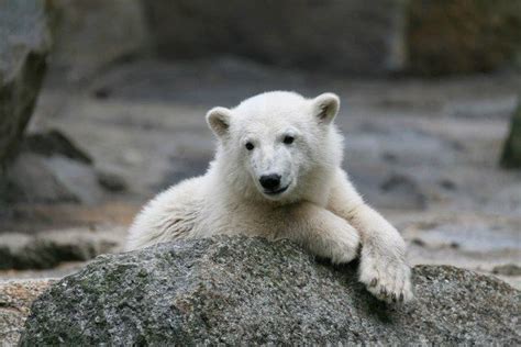 Knut (polar bear) - Alchetron, The Free Social Encyclopedia