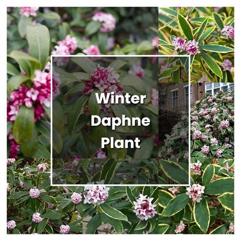 How to Grow Winter Daphne Plant - Plant Care & Tips | NorwichGardener