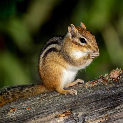 Chipmunks As Pets - YAY OR NAY - Miles with Pets