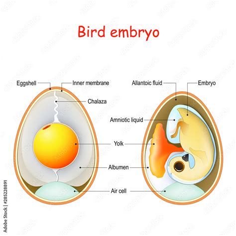 Two bird eggs with embryo and egg anatomy. Cross section illustration of inside egg. Stock ...