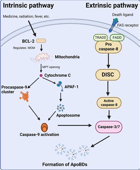 Pathways involved in apoptosis. The intrinsic pathway is activated by... | Download Scientific ...