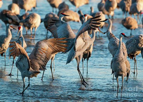 Sandhill Cranes on the Platte River Photograph by Connie Allen | Fine Art America