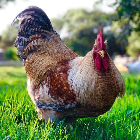 Bielefelder | Fancy chickens, Beautiful chickens, Chickens backyard