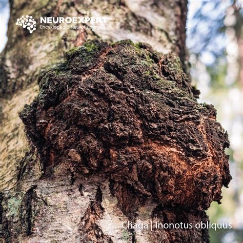 Chaga | Inonotus obliquus - NeuroExpert - Encyklopedia Neurofizjologii