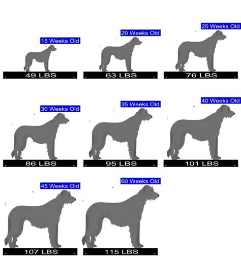 Irish Wolfhound Growth Chart. Irish Wolfhound Weight Calculator.