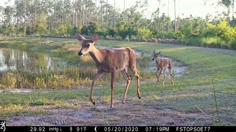 Sharing the Landscape • Florida Wildlife Federation