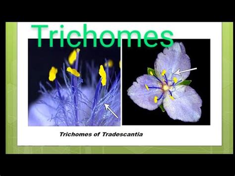 ||Trichomes and Function of Trichomes|| Role to Trichomes and different ...