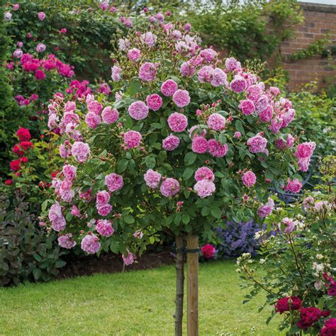 Most Fragrant Climbing Rose | Harlow Carr - Most Fragrant - Popular Searches | Standard roses ...