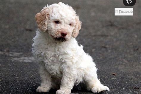 Upcoming Male - Lagotto Romagnolo Puppy 80F3E7 | Pawrade