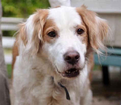 Golden retriever/ Brittany spaniel mix