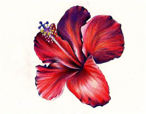 Hibiscus Pencil Drawing | Free download on ClipArtMag