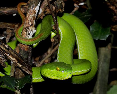 Bamboo Viper (Trimeresurus albolabris) | Kaeng Krachan Natio… | Flickr