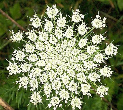 Minnesota Wildflowers: Image Gallery - Owlcation