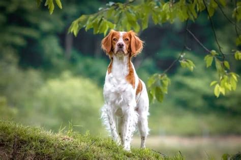 Brittany Spaniel Mixes: 21 Beautiful Crossbreeds