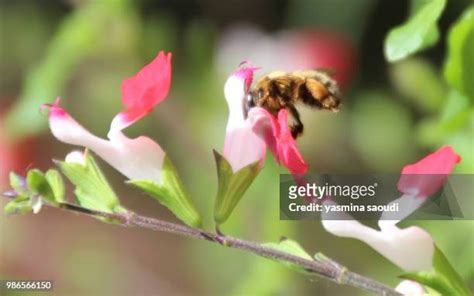 58 Sin Of Gluttony Stock Photos, High-Res Pictures, and Images - Getty Images