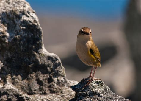 Monitoring rock wren in an alpine world | Conservation blog