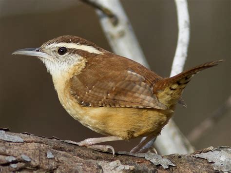 Carolina Wren - NestWatch