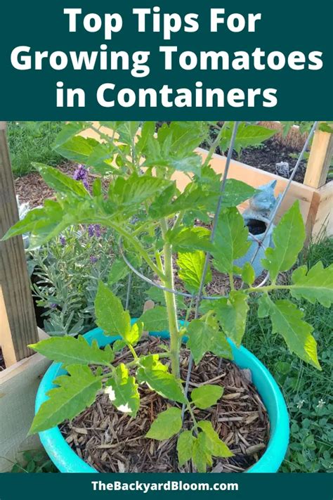 Top Tips for Growing Tomatoes in Containers - The Backyard Bloom