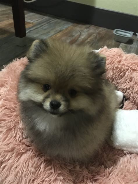 Pomeranian Puppies For Sale | Fullerton, CA #321501