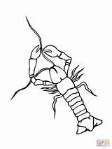 Crawfish Coloring Coloring Pages sketch template
