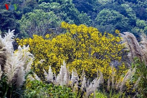 Vietnam among top countries for high biodiversity worldwide | Vietnam Times