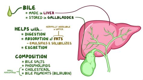 Bile secretion and enterohepatic circulation - Osmosis