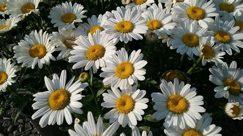 shasta-daisy - Alden Lane Nursery