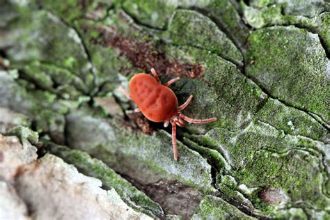 How to Get Rid of Clover Mites, the Tiny Red Bugs