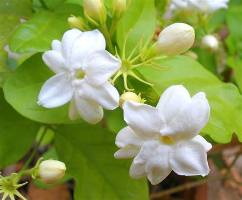 Arabian Jasmine blossoms | Jasmine plant, Jasmine flower, Plants