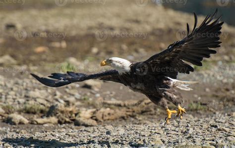 Bald Eagle Landing 4190670 Stock Photo at Vecteezy