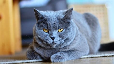 Grey Cat Wallpapers - Wallpaper Cave