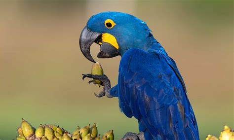 How Many Blue Macaws Are Left In The World in 2024? - A-Z Animals