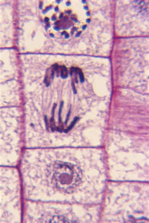 List of Cell Organelles & Their Functions | Sciencing