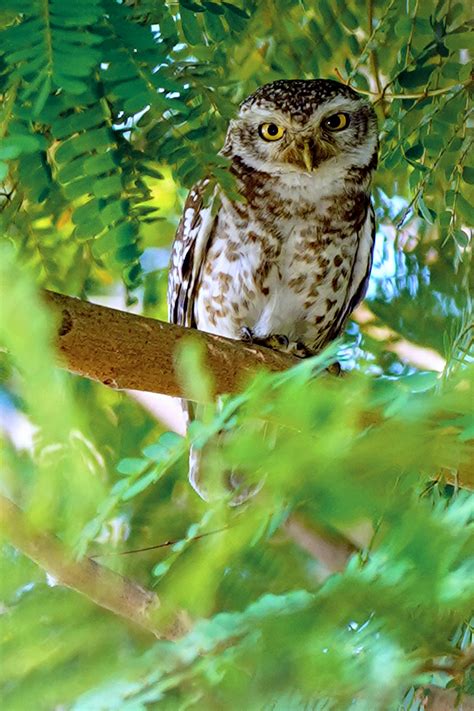 Northern Spotted Owl Photos, Download Free Northern Spotted Owl Stock Photos & HD Images