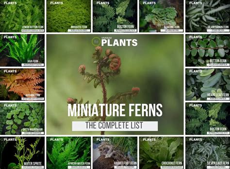 Names Of Ferns