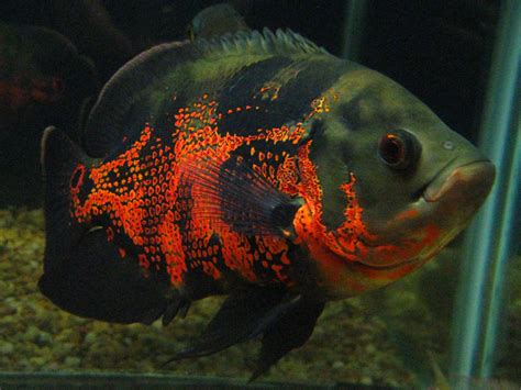 cichlids.com: red tiger oscar