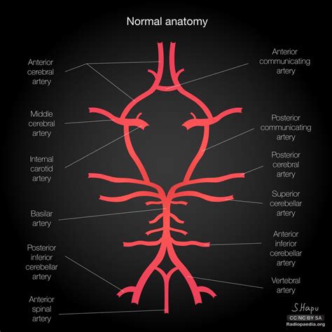 Divisions of pica artery - applicationshome