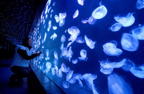 Jellyfish Aquarium with Breathtaking Ideas | WHomeStudio.com | Magazine ...