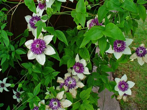 Clematis florida 'Sieboldii' - Riverside Garden Centre