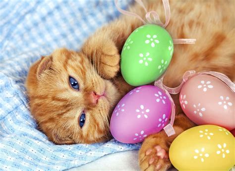 Easter Cat Wallpapers - Top Free Easter Cat Backgrounds - WallpaperAccess