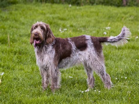 Spinone Italiano Breed Guide - Learn about the Spinone Italiano.