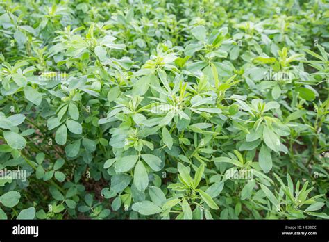 Medicago sativa (Alfalfa Stock Photo - Alamy