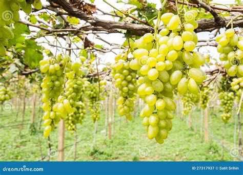 Green Grape On Vine Royalty Free Stock Photography - Image: 27317937