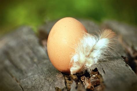 Free picture: egg, chicken, feather, wood, food