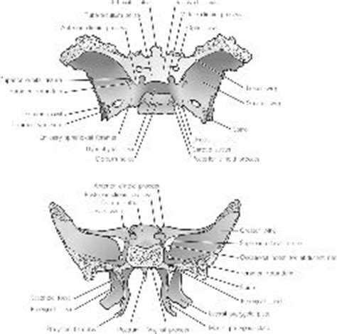 Sphenoid bone fracture | definition of sphenoid bone fracture by Medical dictionary