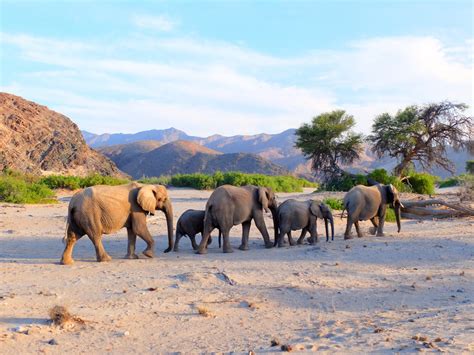 On Safari in Namibia: The Wildlife Edition – My Life's A Trip