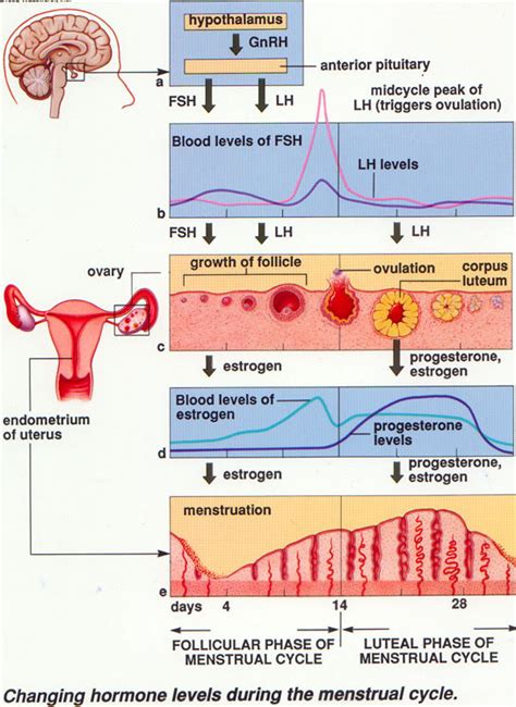 SIKLUS MENSTRUASI