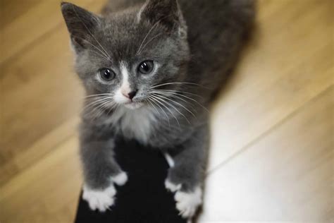 100+ Creative & Special Names for Polydactyl Cats