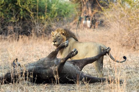 Carnivores of South Luangwa Zambia wildlife holiday | Africa group tour | Wildlife Worldwide